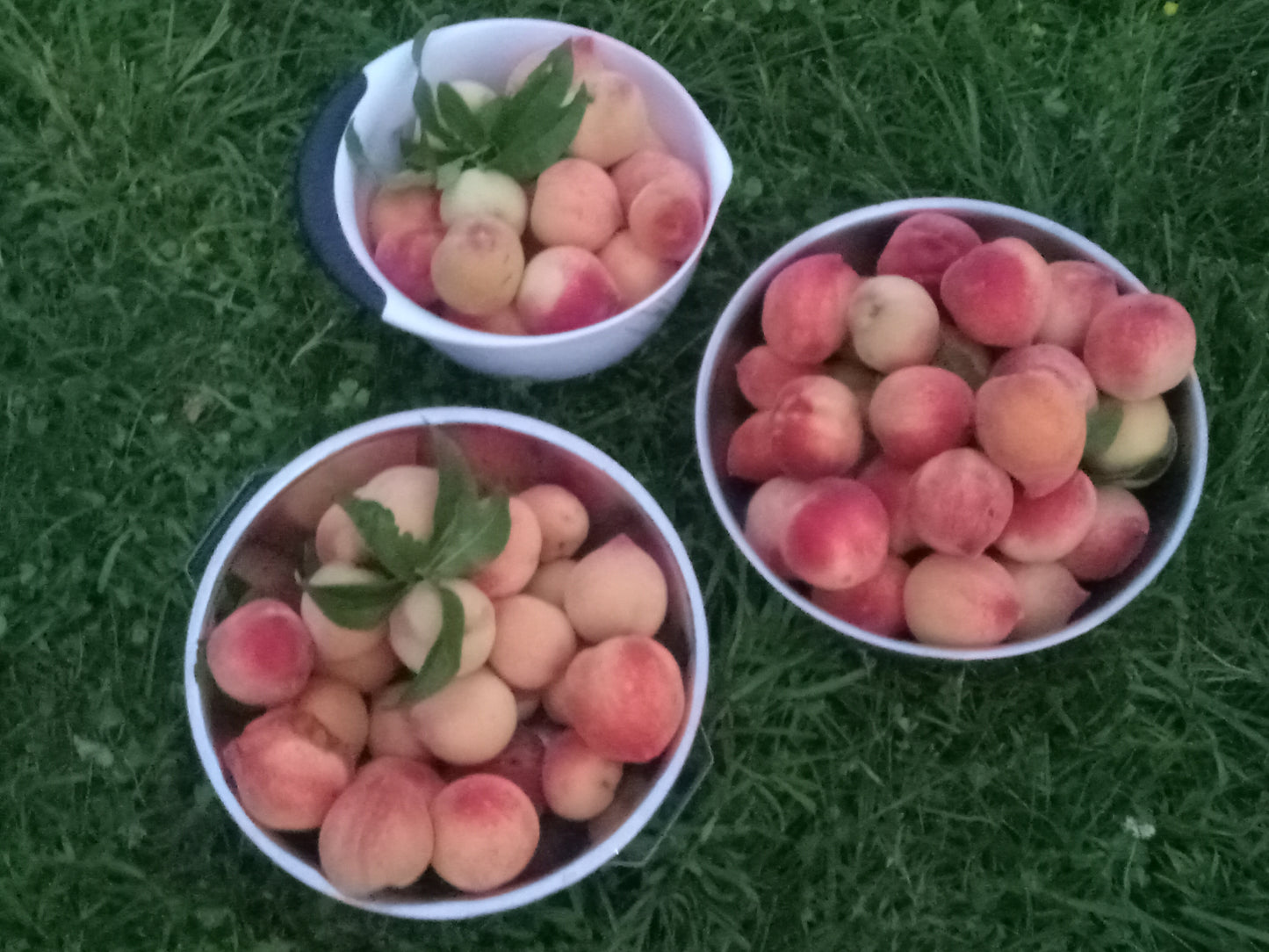 🍑🥭 Peaches & Mango