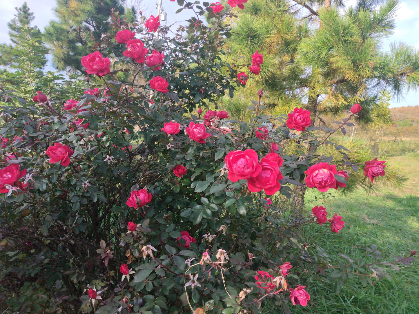 🌸 Silver Rose Goat Milk Soap
