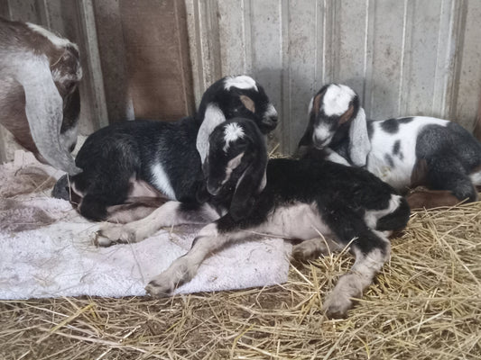 Kidding Season 2025 - more to come!