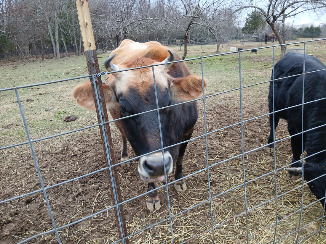 It's a Cow's life