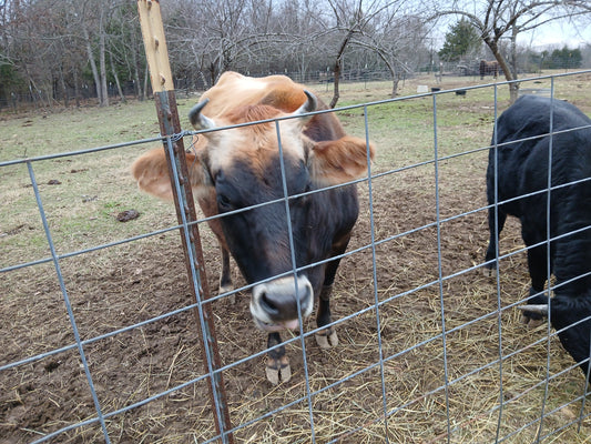It's a Cow's life