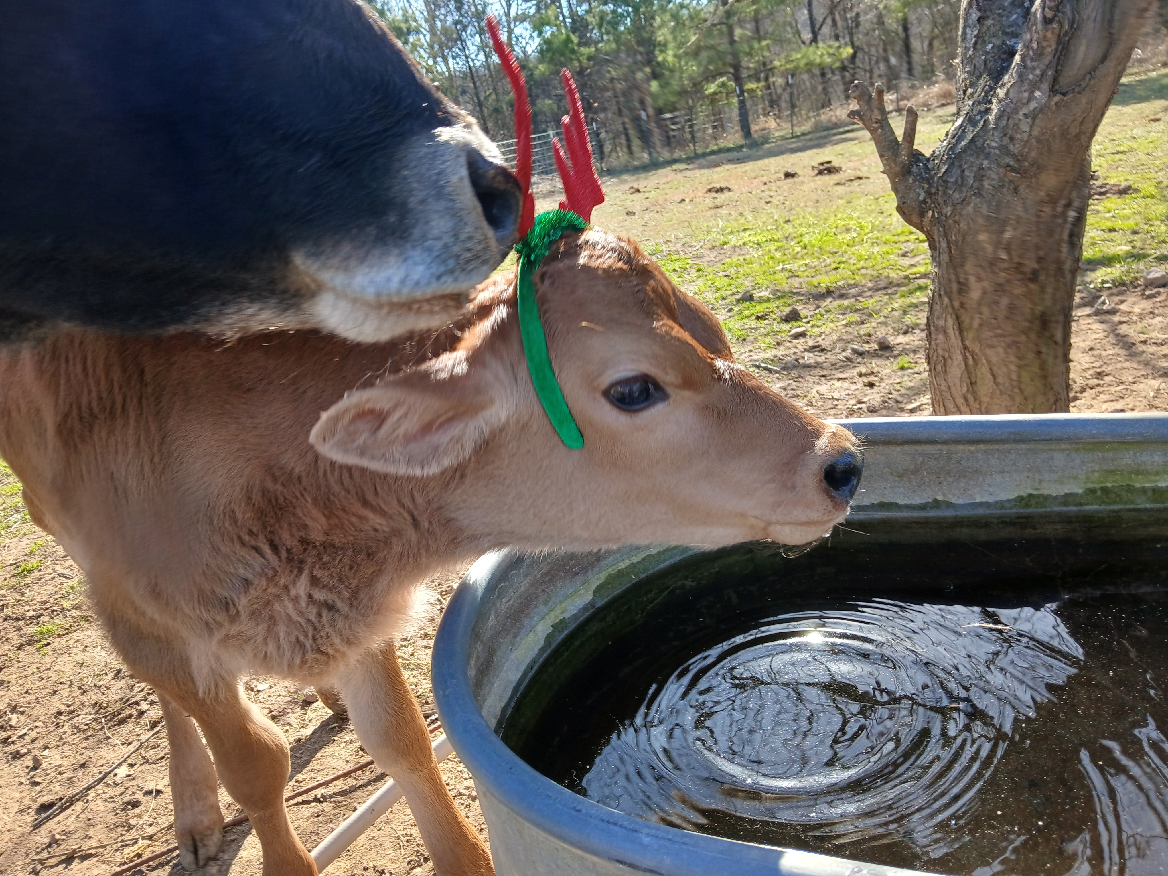 Winter Solstice and Merry Christmas – JSW Farms and Blue Paradise Dairy