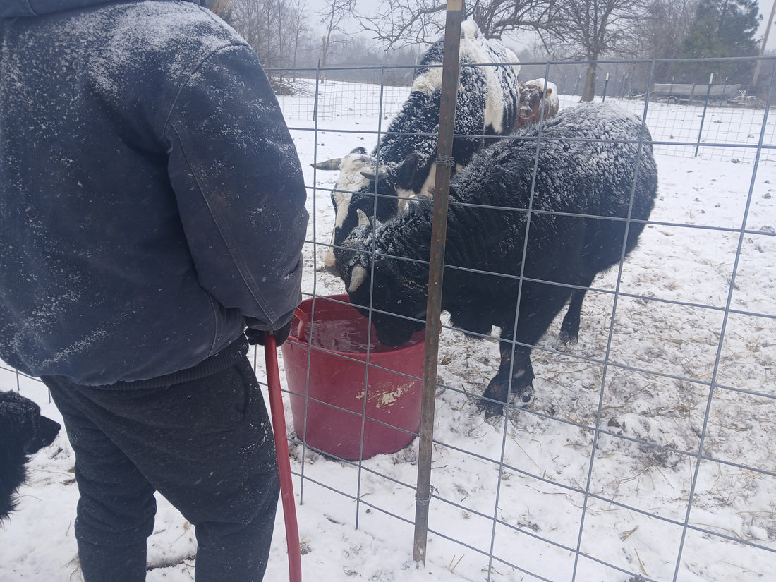 Winter Reflections - an ongoing case of resourcefulness