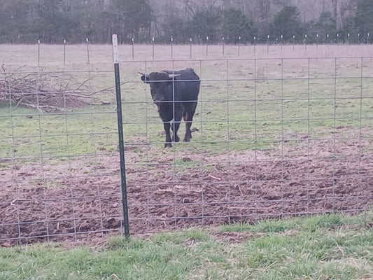 Recent farm moments 💚