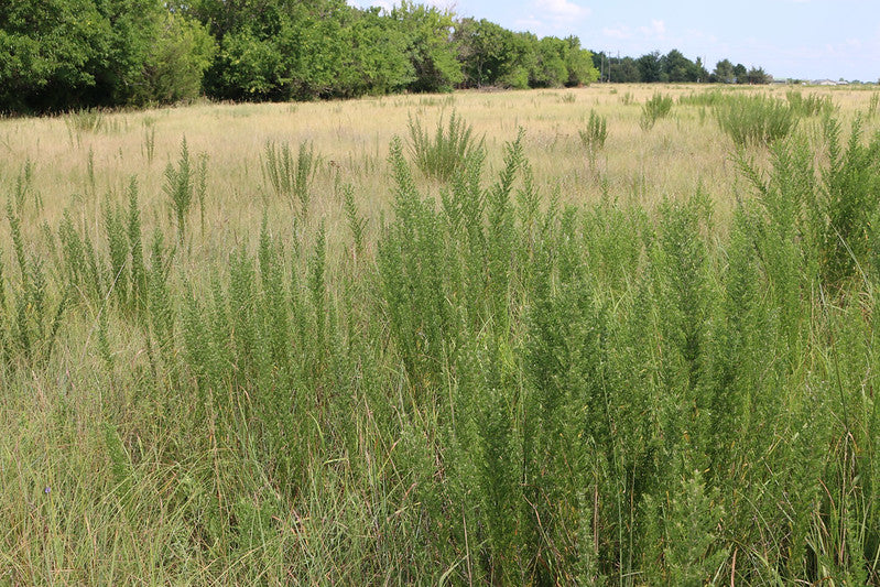 🌱 Sericea Lespedeza (Lespedeza cuneata)