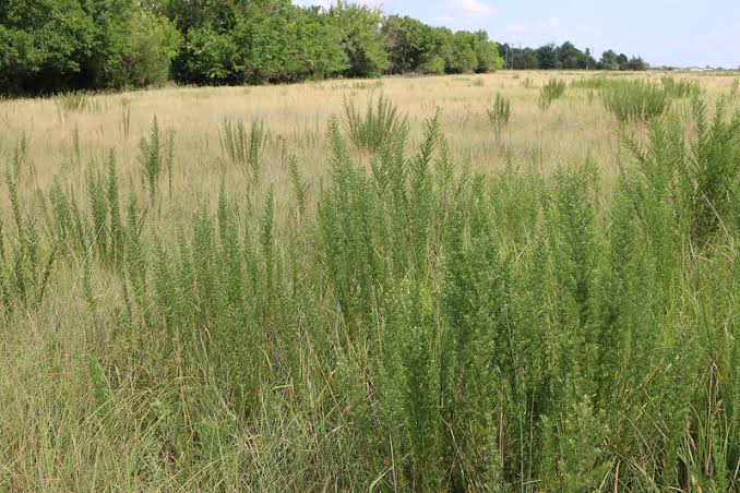 Poor Man’s Alfalfa: Making the Most of Lespedeza
