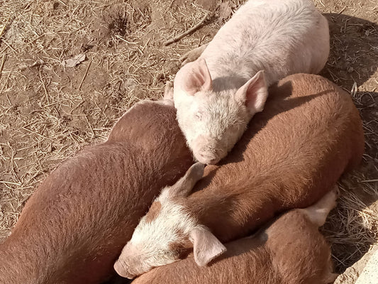 What we feed hogs and why not Hog feed...