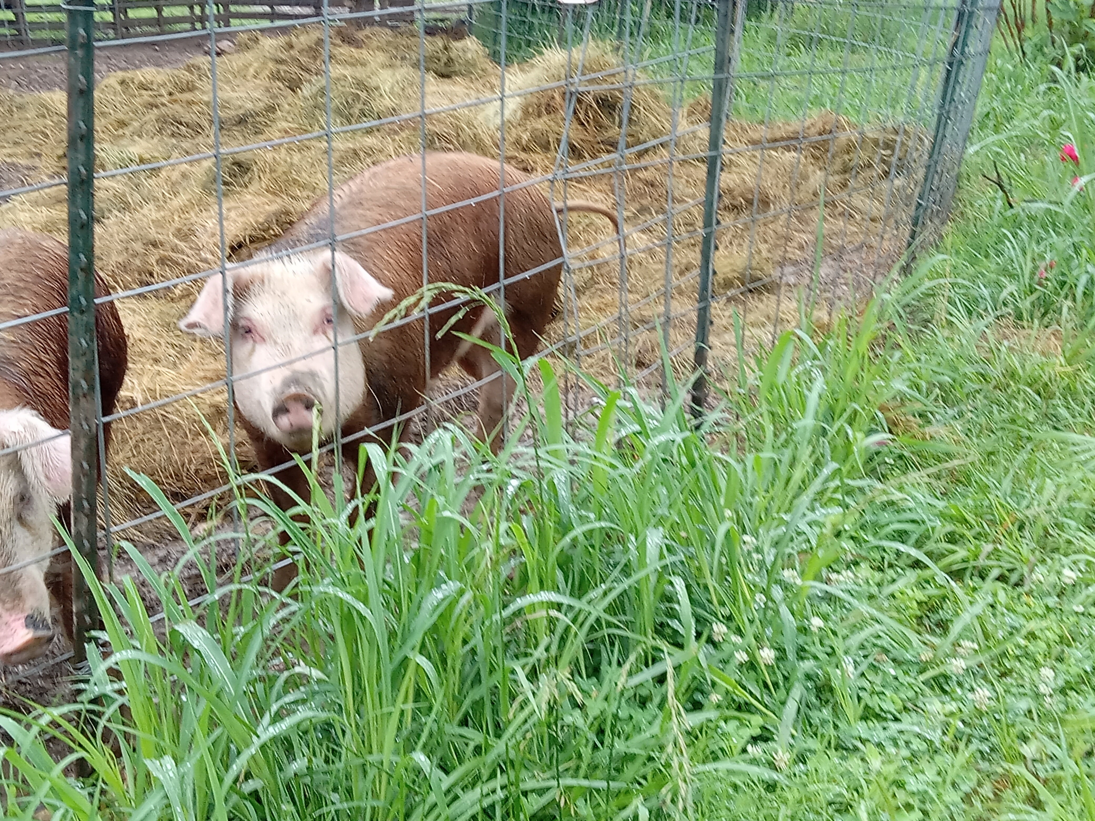 Blue Paradise Dairy Farm